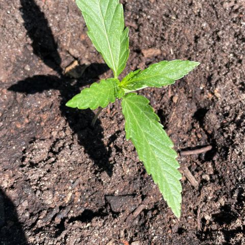 North Thunderfuck Auto  growlog timeline photo