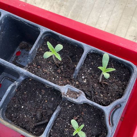 North Thunderfuck Auto  growlog photo