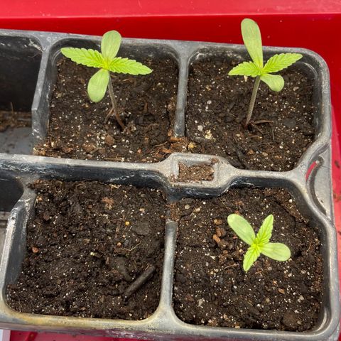 North Thunderfuck Auto  growlog photo