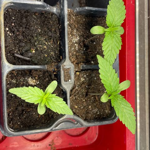 North Thunderfuck Auto  growlog photo