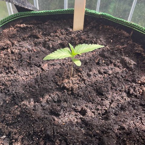 North Thunderfuck Auto  growlog timeline photo