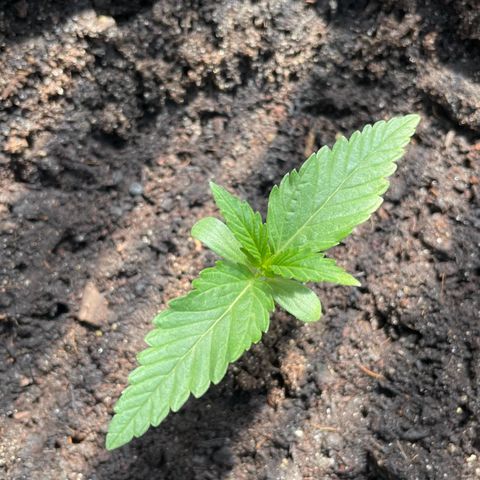 North Thunderfuck Auto  growlog timeline photo