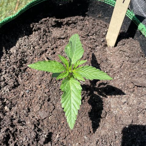 North Thunderfuck Auto  growlog timeline photo