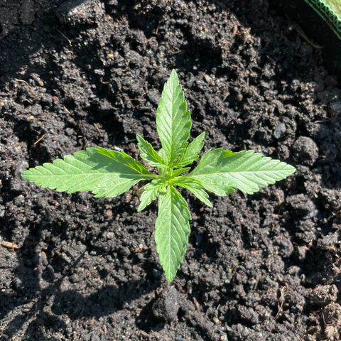 North Thunderfuck Auto  growlog timeline photo