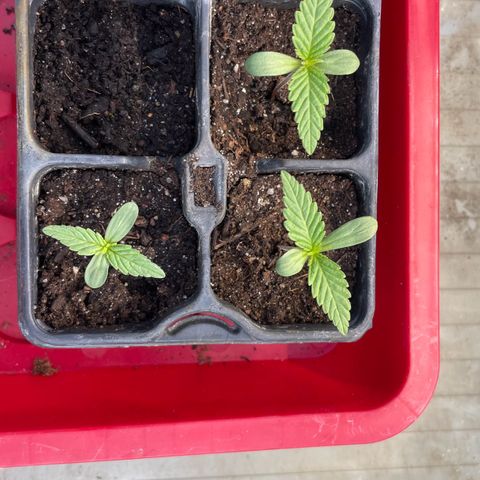 North Thunderfuck Auto  growlog photo