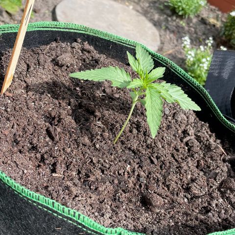 North Thunderfuck Auto  growlog timeline photo