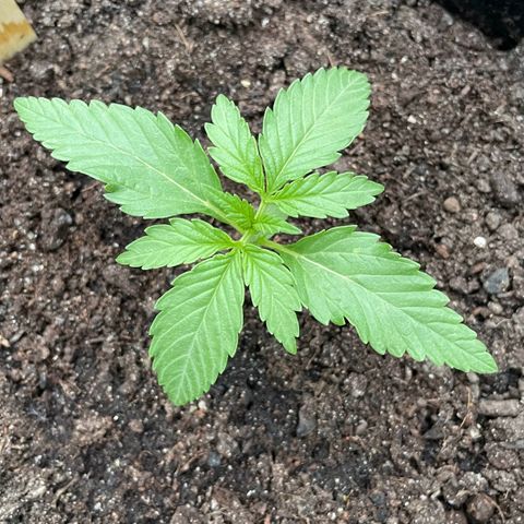 North Thunderfuck Auto  growlog timeline photo