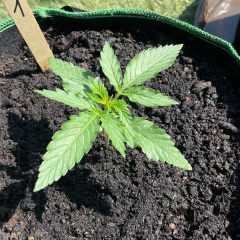 North Thunderfuck Auto  growlog timeline photo