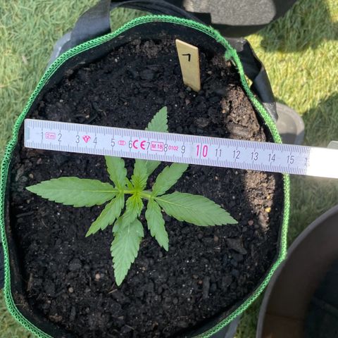 North Thunderfuck Auto  growlog timeline photo