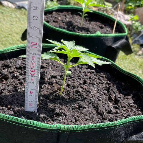 North Thunderfuck Auto  growlog timeline photo