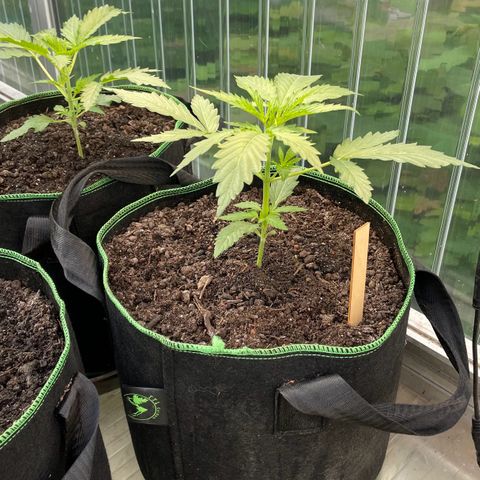 North Thunderfuck Auto  growlog timeline photo