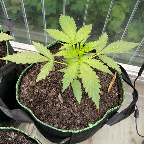 North Thunderfuck Auto  growlog timeline photo