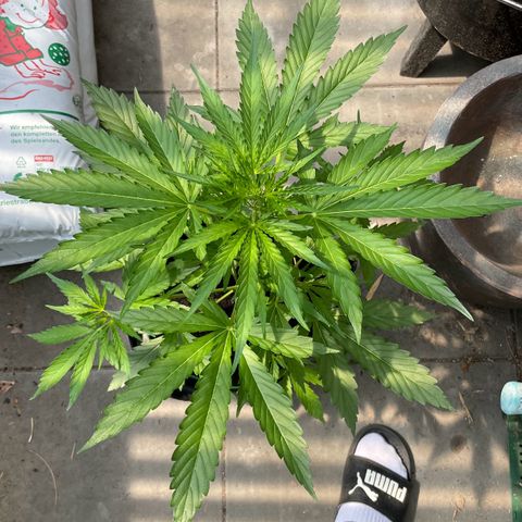 North Thunderfuck Auto  growlog timeline photo