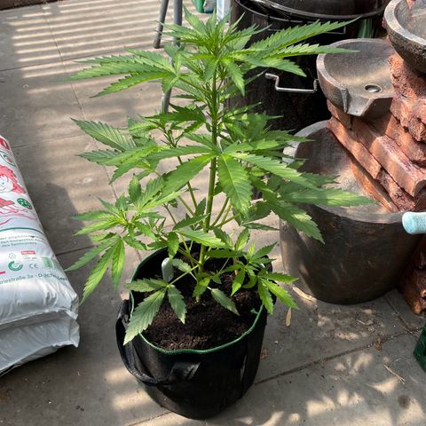 North Thunderfuck Auto  growlog timeline photo