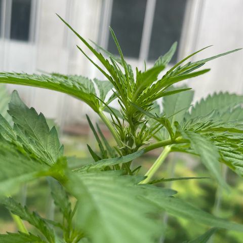 North Thunderfuck Auto  growlog timeline photo