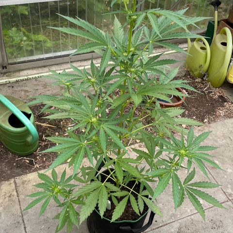 North Thunderfuck Auto  growlog timeline photo