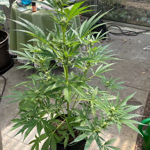 North Thunderfuck Auto  growlog timeline photo