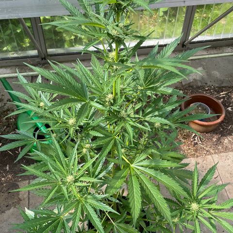 North Thunderfuck Auto  growlog timeline photo