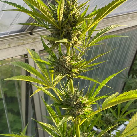 North Thunderfuck Auto  growlog timeline photo