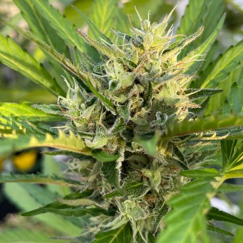 North Thunderfuck Auto  growlog timeline photo