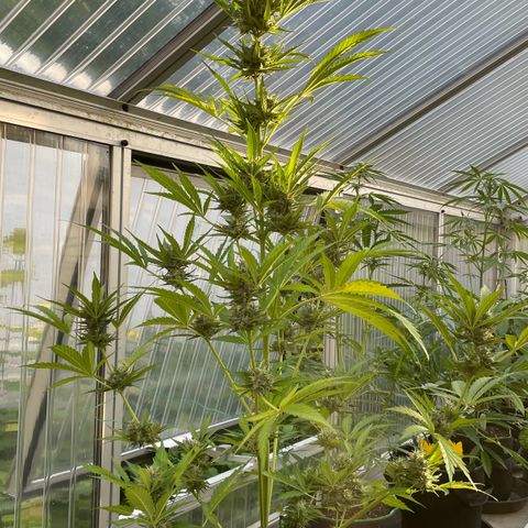 North Thunderfuck Auto  growlog timeline photo