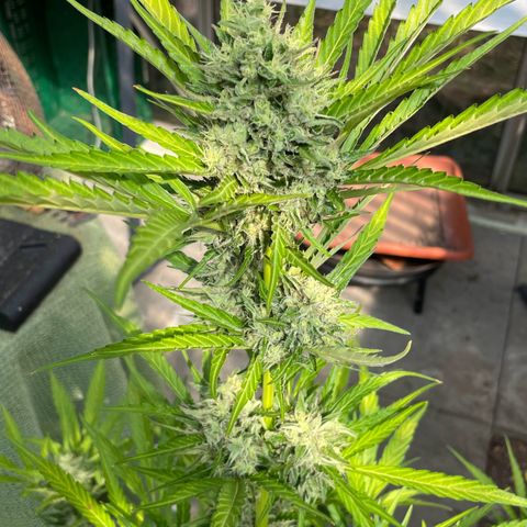 North Thunderfuck Auto  growlog timeline photo