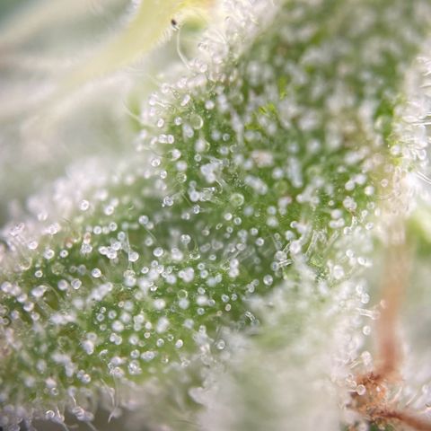 North Thunderfuck Auto  growlog timeline photo