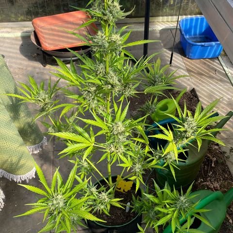 North Thunderfuck Auto  growlog timeline photo