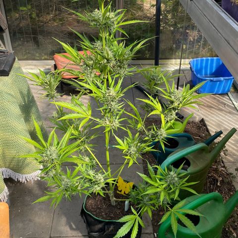 North Thunderfuck Auto  growlog timeline photo