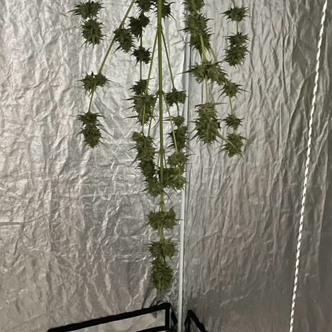 North Thunderfuck Auto  growlog timeline photo