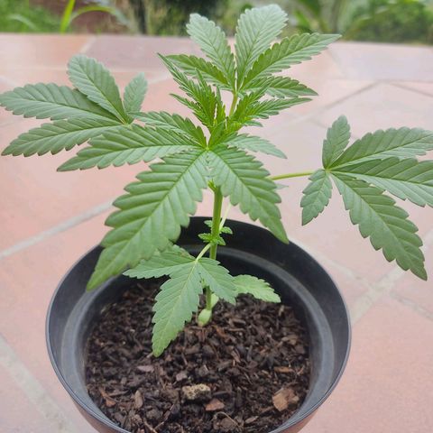 Las 3 marías  #3 growlog timeline photo