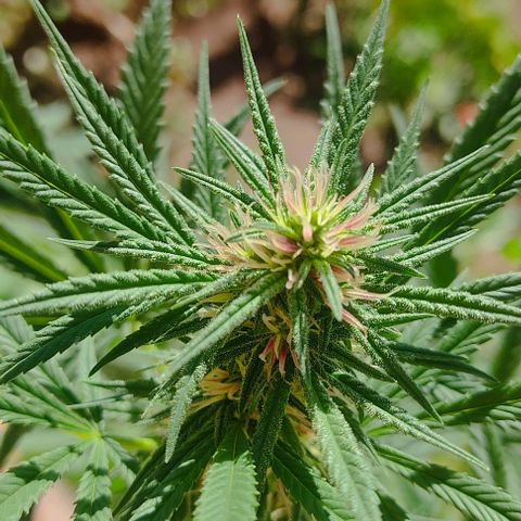 Rosa kush growlog timeline photo
