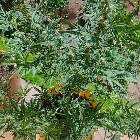 Rosa kush growlog timeline photo