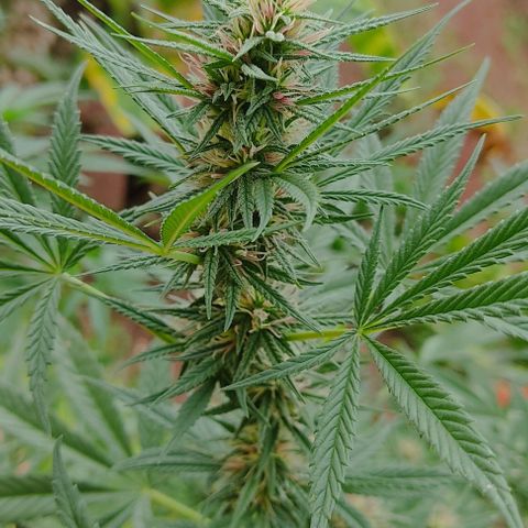 Rosa kush growlog timeline photo