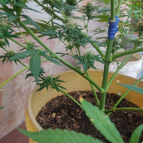 Rosa kush growlog timeline photo