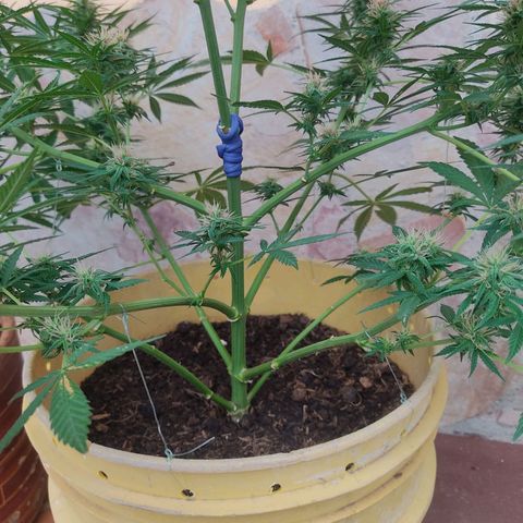 Rosa kush growlog timeline photo