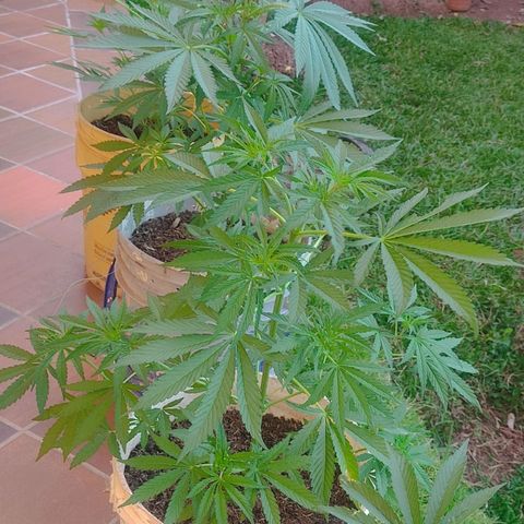 Rosa kush growlog timeline photo