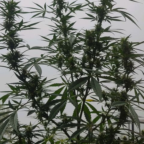 Piñita limón  growlog timeline photo