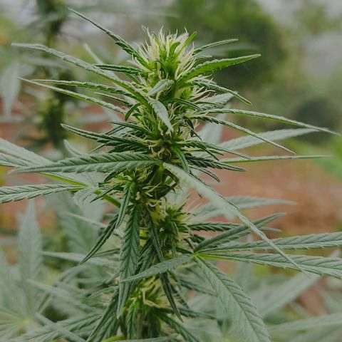 Piñita limón  growlog timeline photo