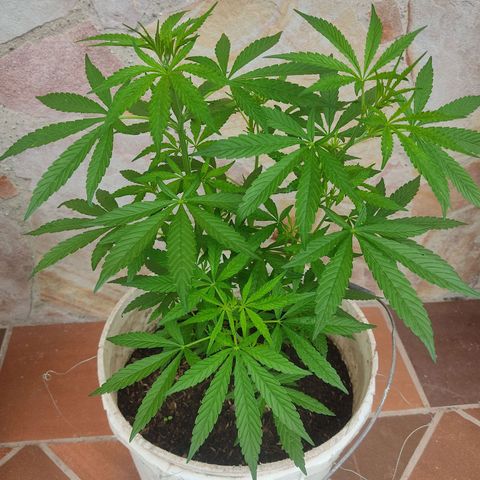 Desconocida #2 growlog timeline photo