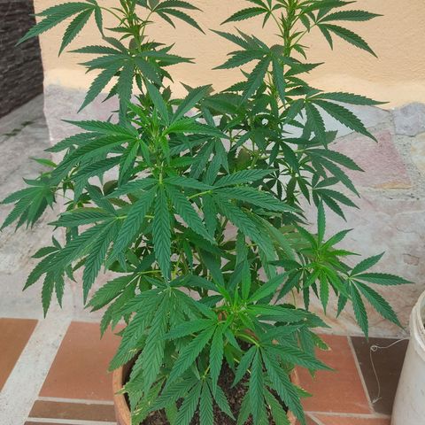 MesaMad growlog timeline photo