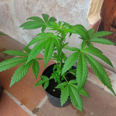 Las 3 marías  #3 growlog timeline photo