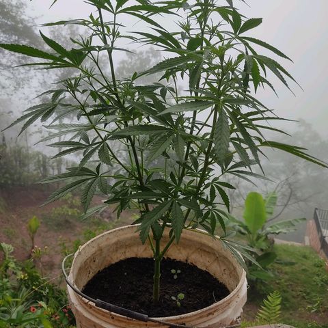 Desconocida #2 growlog timeline photo