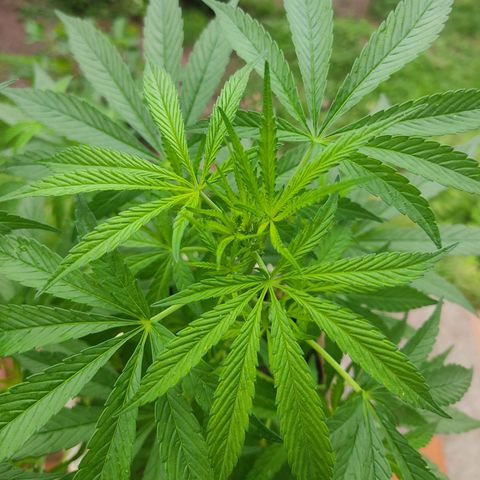 Desconocida #2 growlog timeline photo