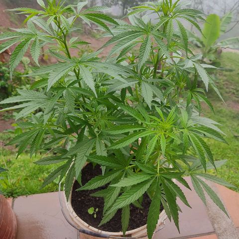 Desconocida #2 growlog timeline photo