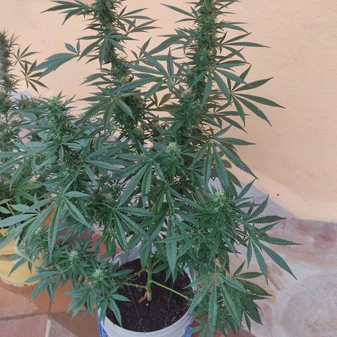 Piñita limón  growlog timeline photo
