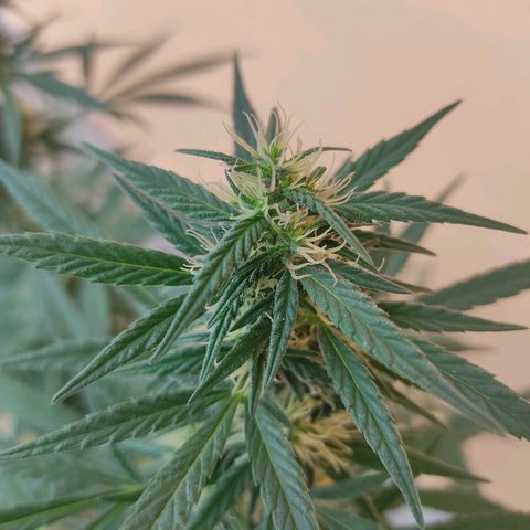 Piñita limón  growlog timeline photo