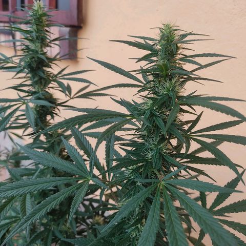 Piñita limón  growlog timeline photo