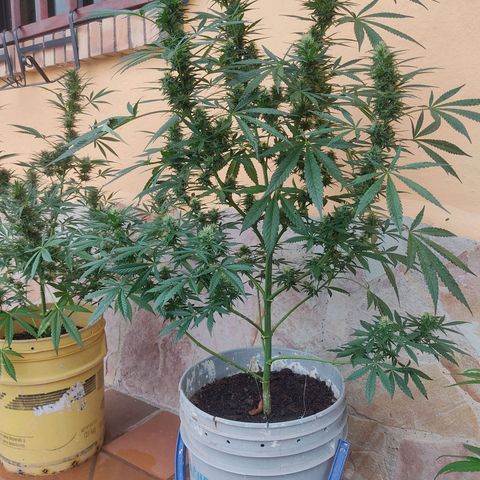 Piñita limón  growlog timeline photo