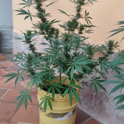 Rosa kush growlog timeline photo